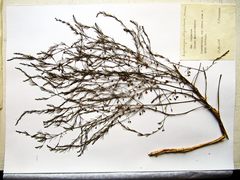 Asparagus oligoclonos