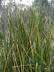 Eleocharis dulcis