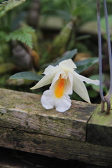 Dendrobium christyanum
