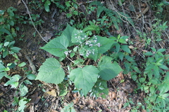 Peteravenia malvifolia