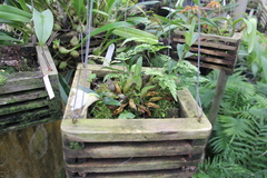 Dendrobium christyanum