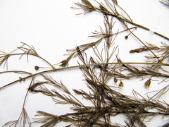 Asparagus oligoclonos