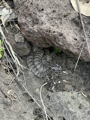 Southern Death Adder sighting