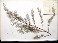 Asparagus schoberioides