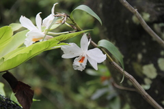 Dendrobium infundibulum