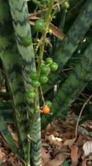 Sansevieria trifasciata