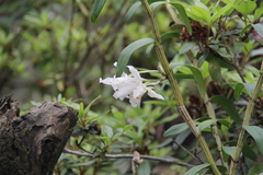Dendrobium infundibulum