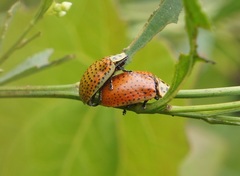 Anacassis cribrum