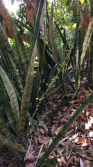 Sansevieria trifasciata