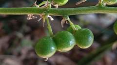 Sansevieria trifasciata