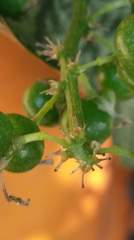 Sansevieria trifasciata