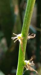 Sansevieria trifasciata