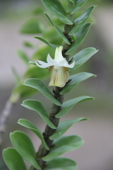 Dendrobium ellipsophyllum