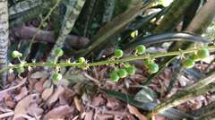 Sansevieria trifasciata