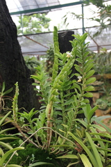 Dendrobium ellipsophyllum