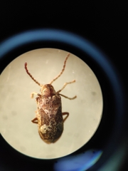 Ptinomorphus imperialis
