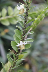 Dendrobium ellipsophyllum