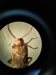 Ptinomorphus imperialis