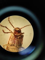 Ptinomorphus imperialis