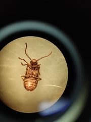 Ptinomorphus imperialis