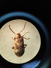 Ptinomorphus imperialis