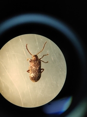 Ptinomorphus imperialis