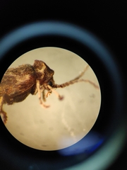 Ptinomorphus imperialis