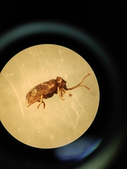 Ptinomorphus imperialis