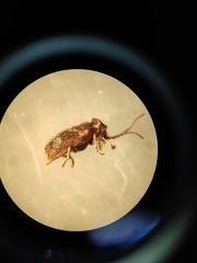 Ptinomorphus imperialis