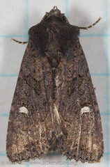 Helotropha reniformis