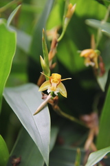 Coelogyne prolifera