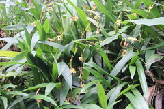 Coelogyne prolifera