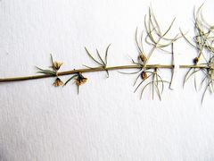 Asparagus schoberioides