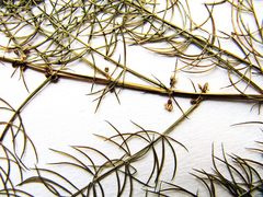 Asparagus schoberioides