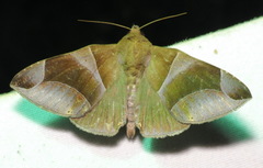 Dysgonia purpurata