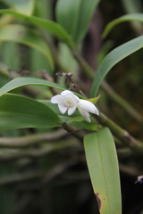 Eria truncata
