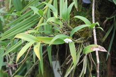 Eria truncata