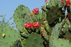 Opuntia aciculata