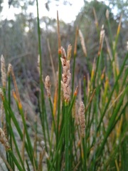 Eleocharis dulcis