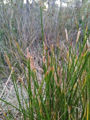 Eleocharis dulcis