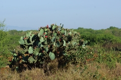 Opuntia aciculata
