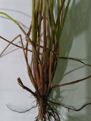 Eleocharis dulcis