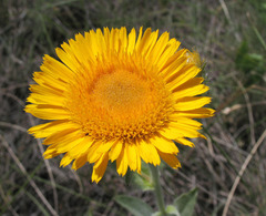 Pentanema oculus-christi