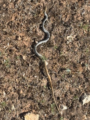 Central Whipsnake sighting
