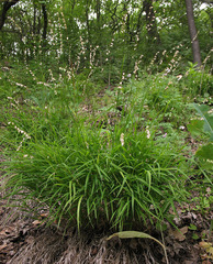 Melica picta
