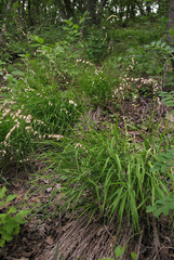 Melica picta