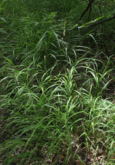 Melica picta