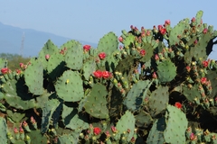 Opuntia aciculata