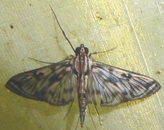 Rhimphalea