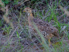 Campocolinus coqui coqui